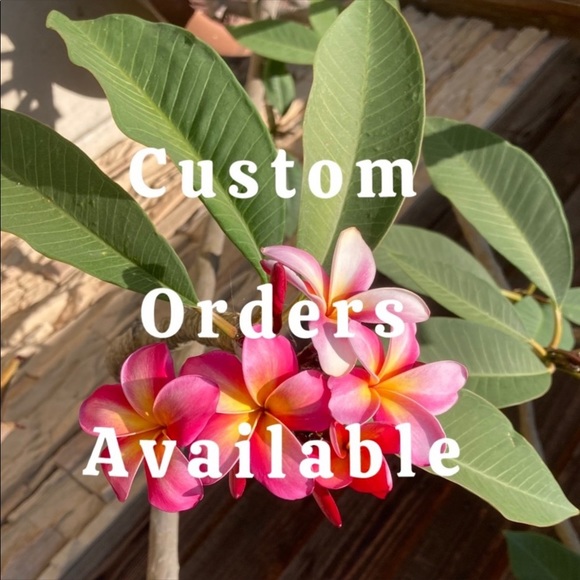 White Sage Smudge Stick 10” Organic - Picture 16 of 16